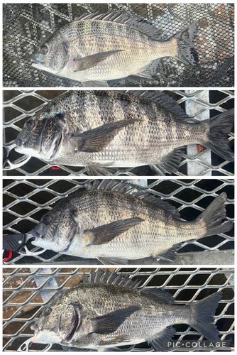 クロダイの釣果