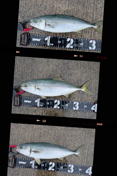 イナダの釣果