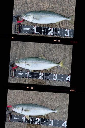 イナダの釣果