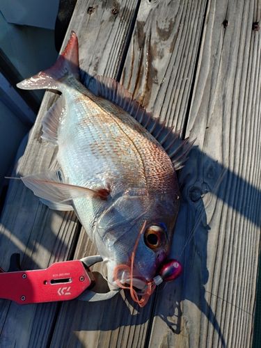 マダイの釣果
