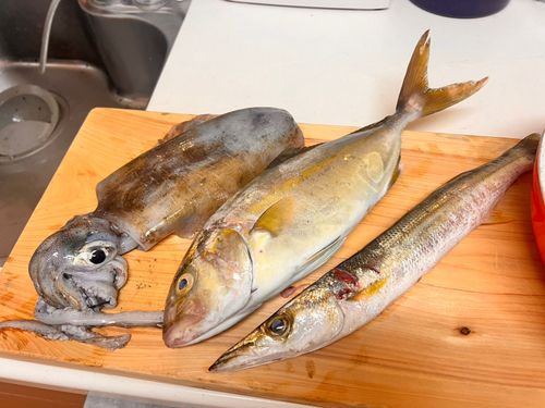 シオの釣果