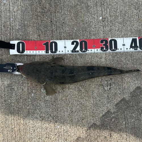 マゴチの釣果