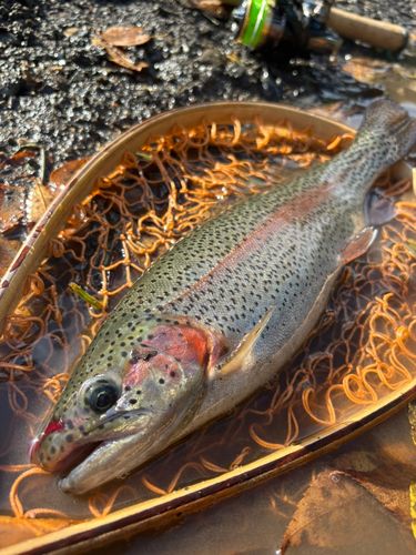 ニジマスの釣果