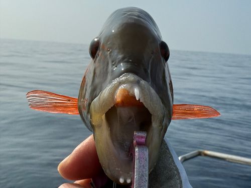 釣果