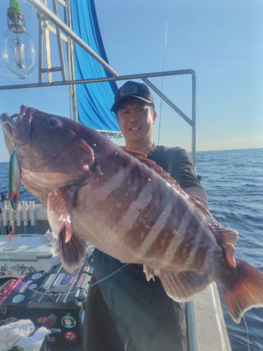 マハタの釣果