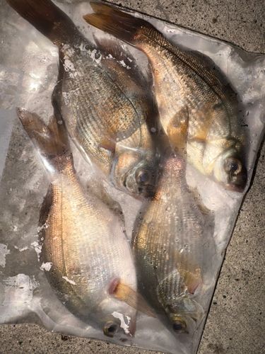 ウミタナゴの釣果