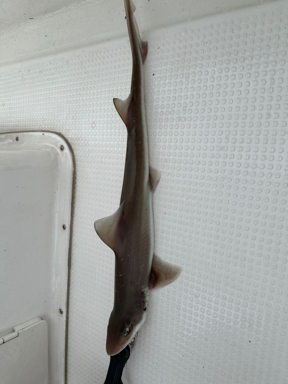 サメ