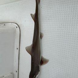 サメ