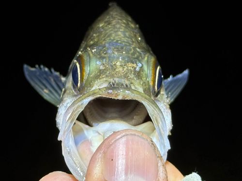 オオクチユゴイの釣果