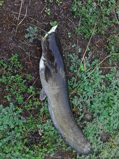 ナマズの釣果