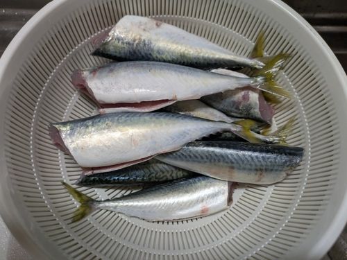 サバの釣果