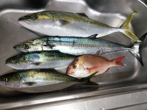 メジロの釣果