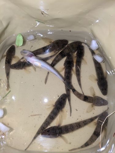 マハゼの釣果