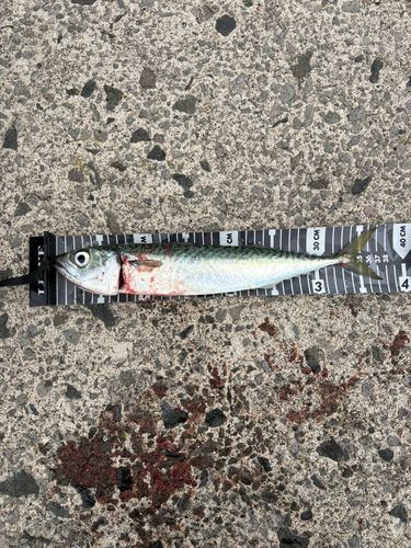 サバの釣果
