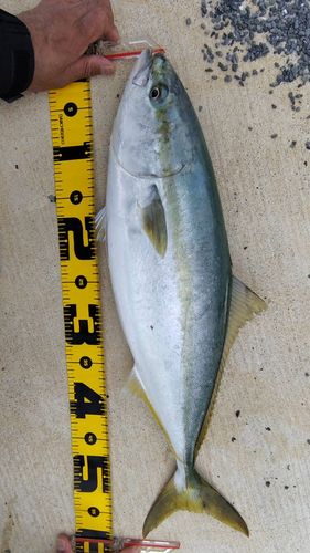 イナダの釣果
