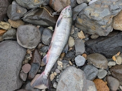 アキアジの釣果