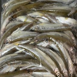 ワカサギ