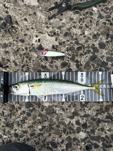 サバの釣果