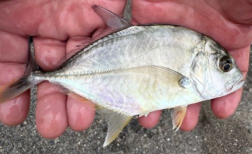 メッキの釣果