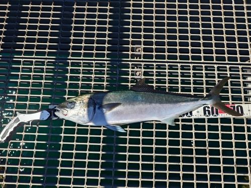 ヒラマサの釣果