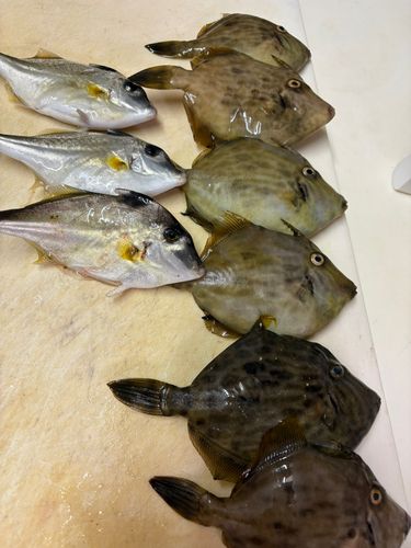 カワハギの釣果