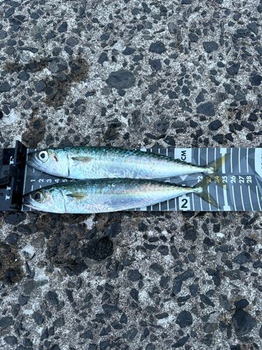 サバの釣果