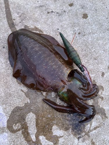 アオリイカの釣果