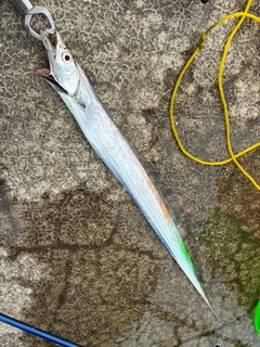 タチウオの釣果