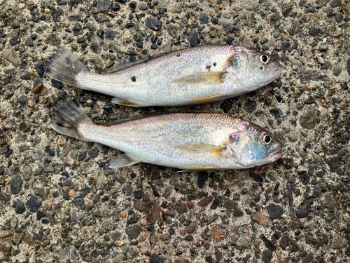 イシモチの釣果