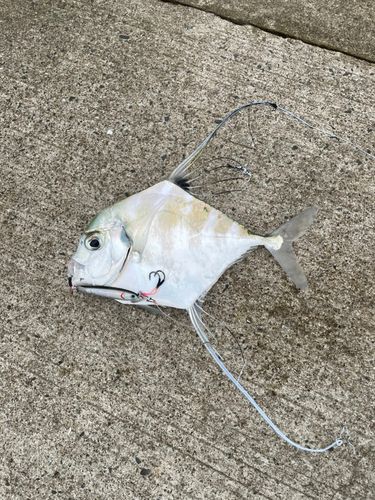 釣果