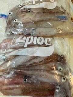 ヤリイカの釣果