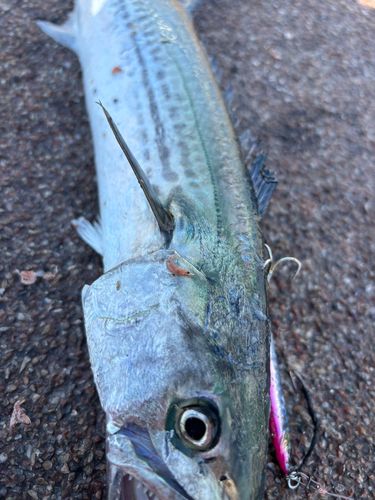 サゴシの釣果