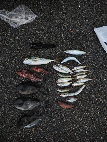 メジナの釣果