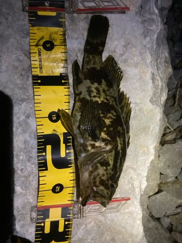 タケノコメバルの釣果