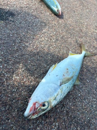 ツバスの釣果