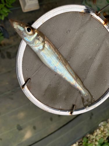 シロギスの釣果