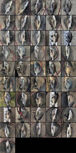 チヌの釣果