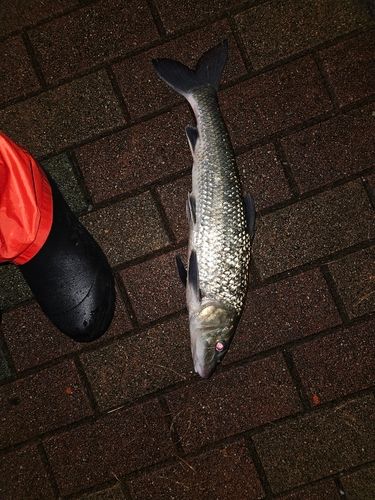 ニゴイの釣果