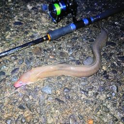 ウツボ
