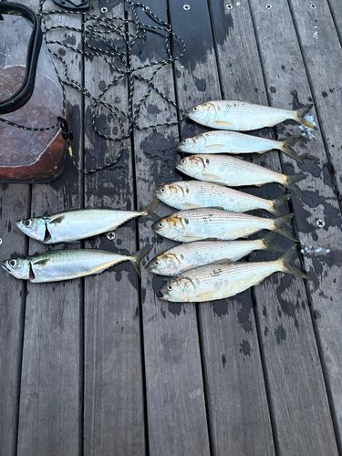 サバの釣果