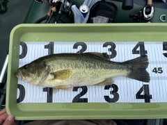 ブラックバスの釣果
