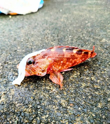 カサゴの釣果