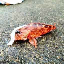 カサゴ