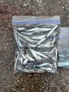 カタクチイワシの釣果