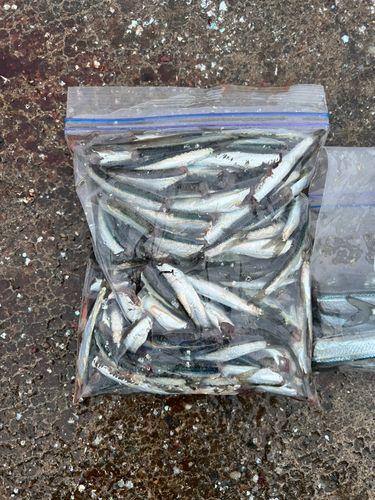 カタクチイワシの釣果
