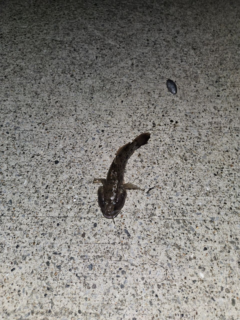 ウロハゼ