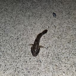 ウロハゼ