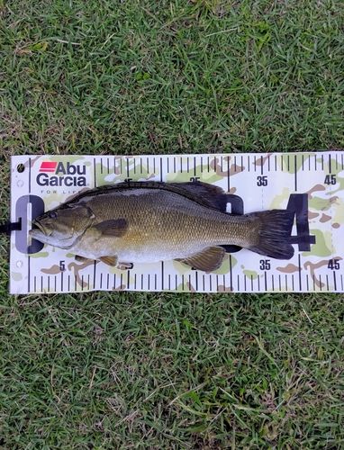 スモールマウスバスの釣果