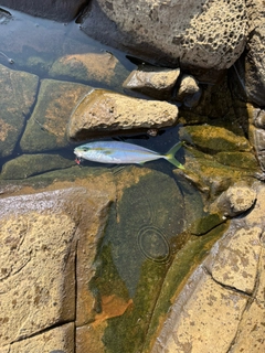 ヤズの釣果