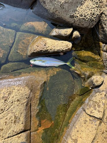 ヤズの釣果